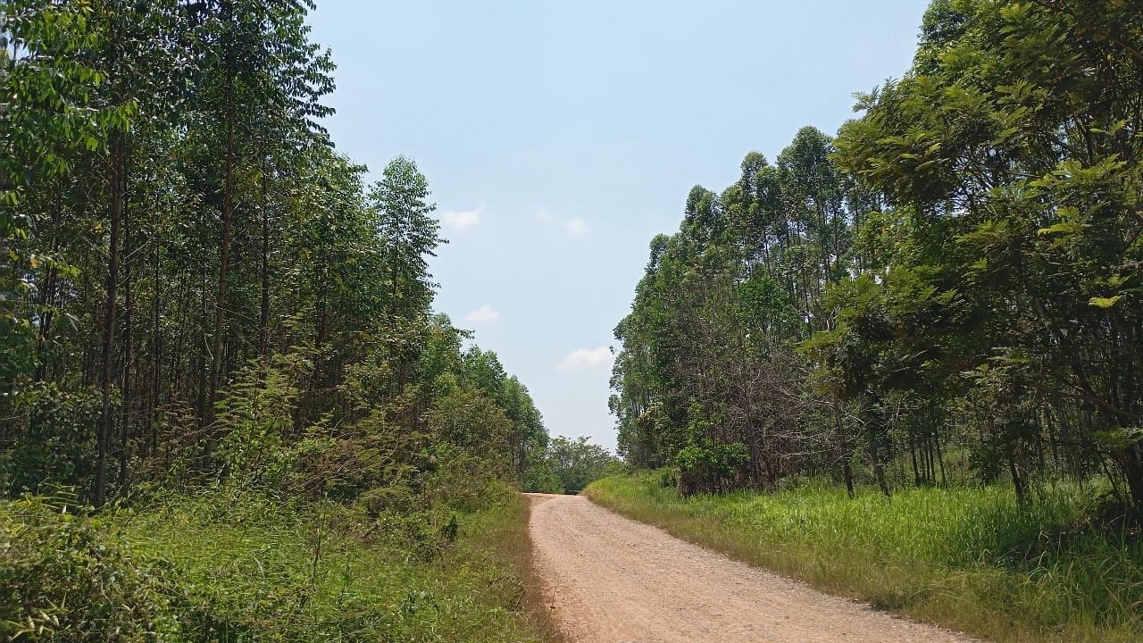 KHDTK Litbang Kehutanan Kepau Jaya